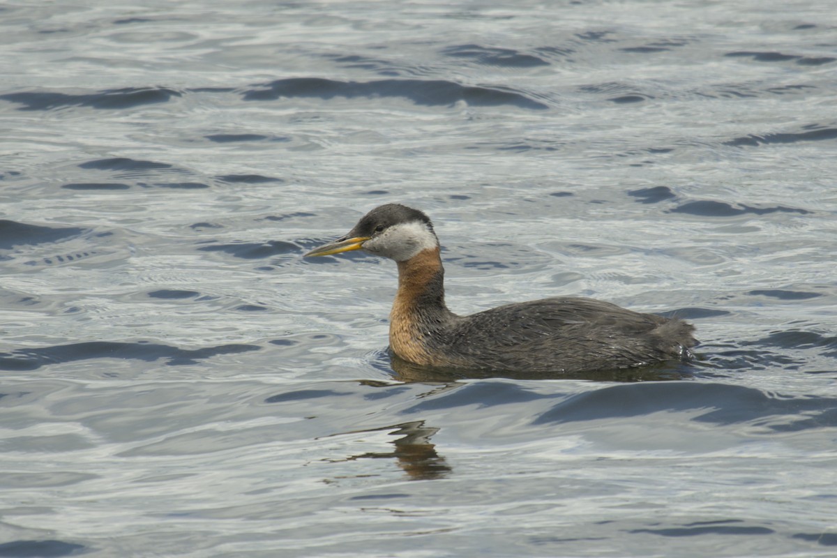 Red-necked Grebe - ML619971440