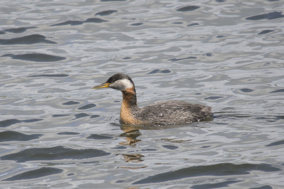 Red-necked Grebe - ML619971441