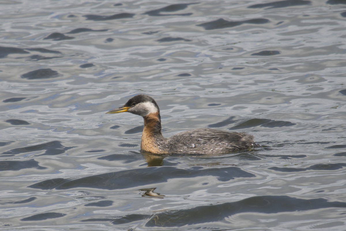 Red-necked Grebe - ML619971443