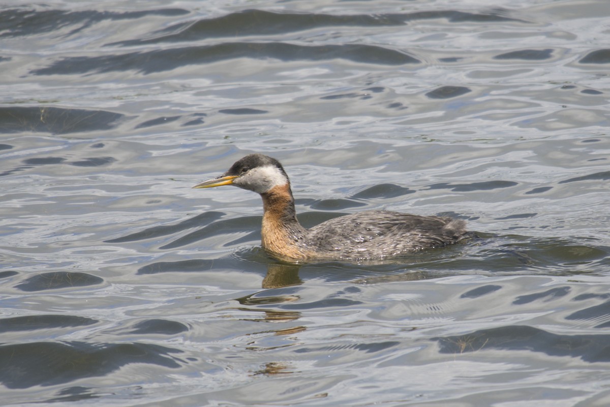 Red-necked Grebe - ML619971444