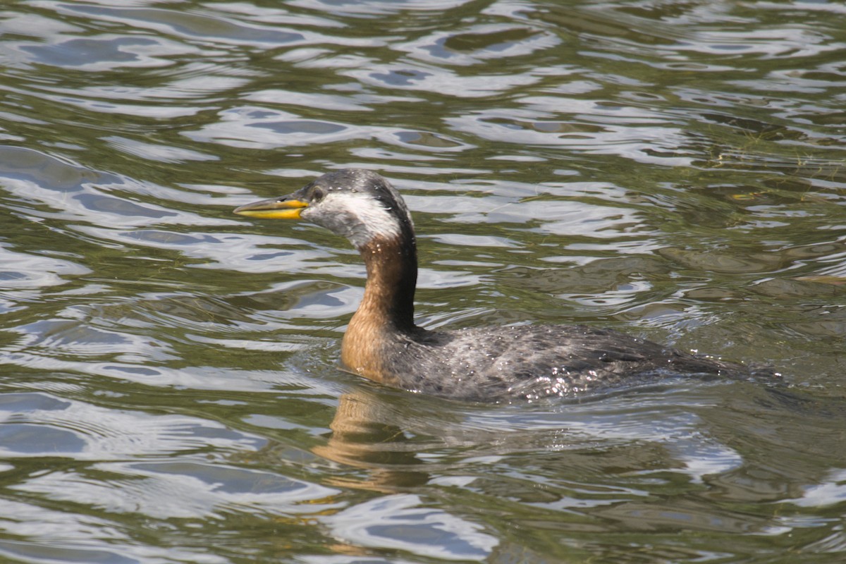 Red-necked Grebe - ML619971445
