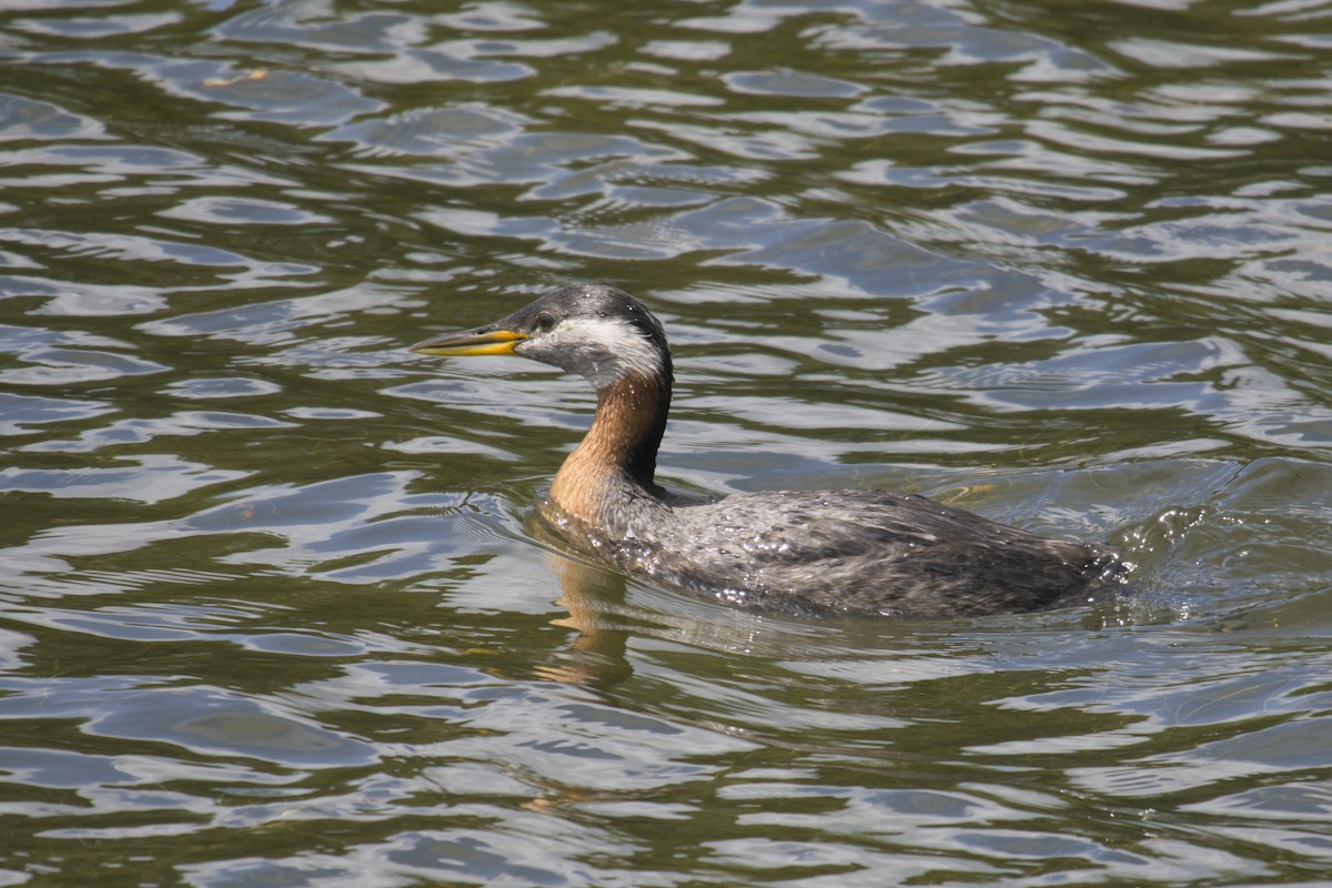 Red-necked Grebe - ML619971446