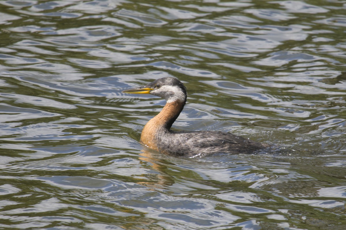 Red-necked Grebe - ML619971447