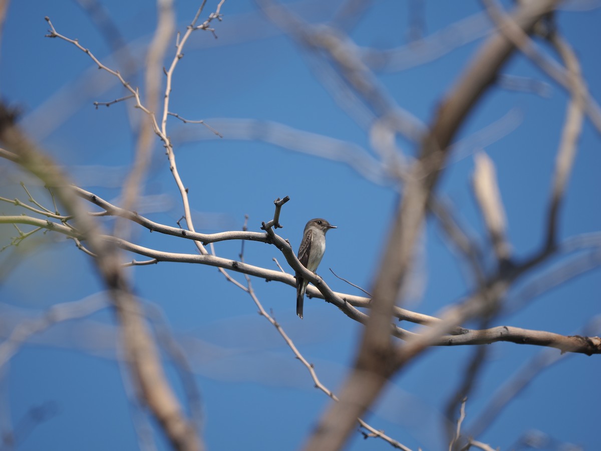 Olive-sided Flycatcher - ML619971451