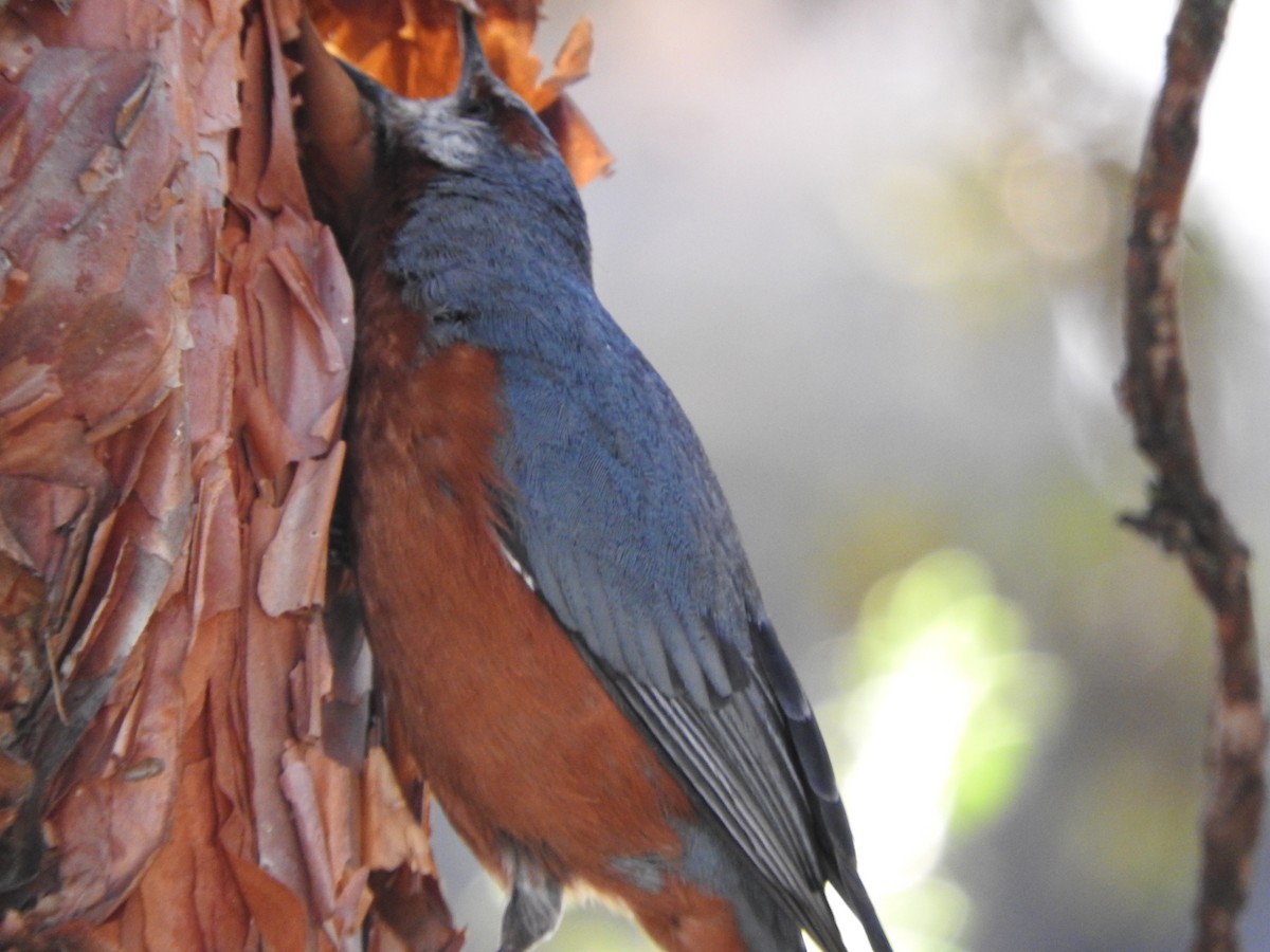 Giant Conebill - ML619971453