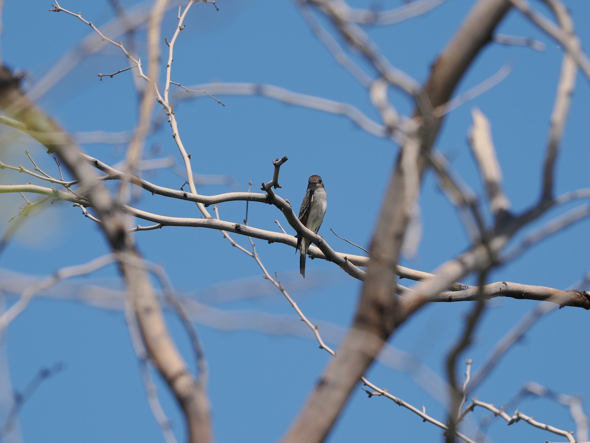 Olive-sided Flycatcher - ML619971461