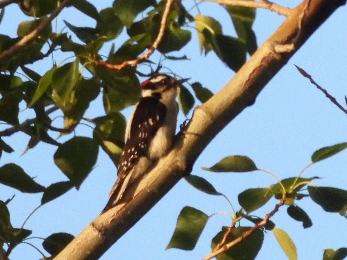 Downy Woodpecker - ML619971469