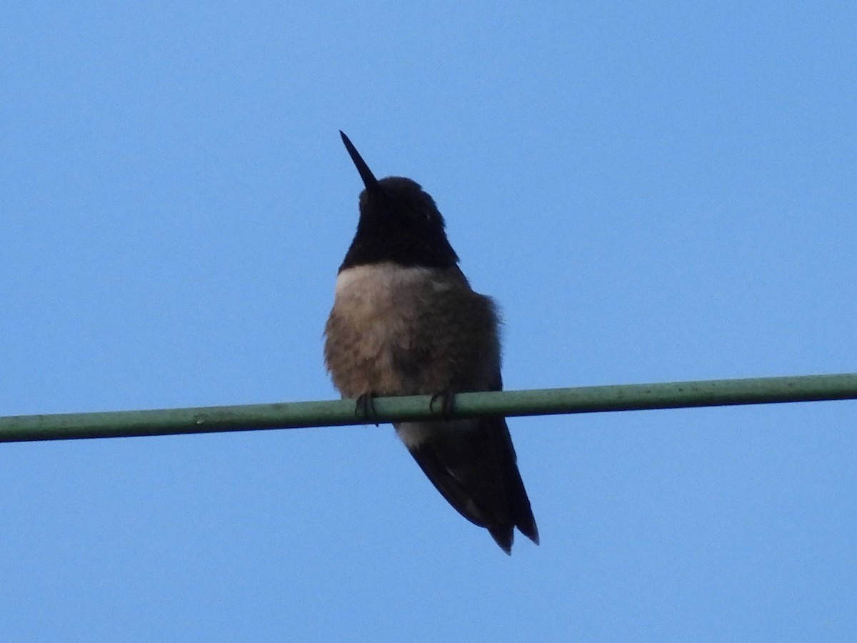 Black-chinned Hummingbird - ML619971484