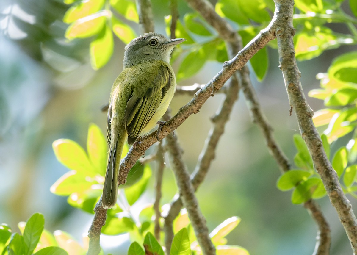 Yellow-olive Flatbill - ML619971486