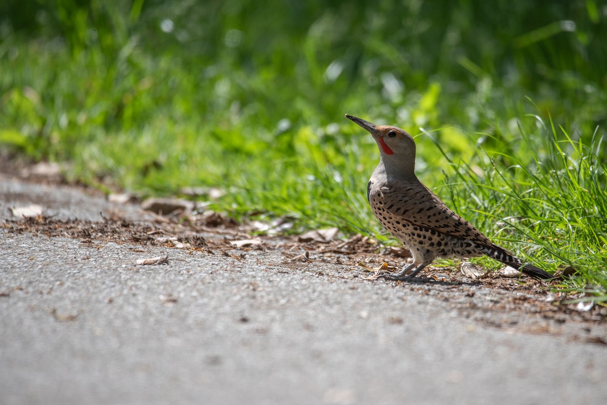 Northern Flicker - ML619971495