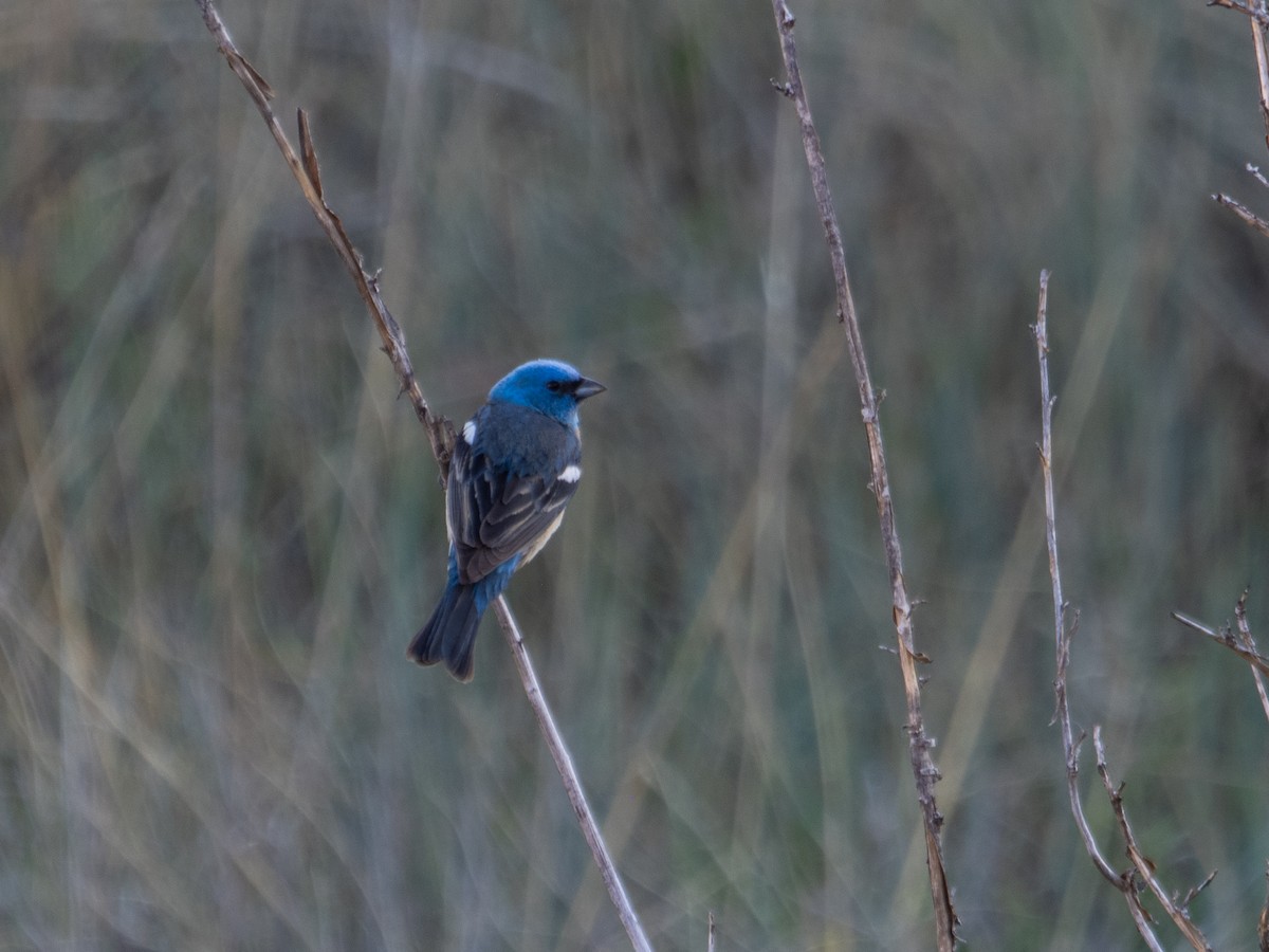 Lazuli Bunting - ML619971510