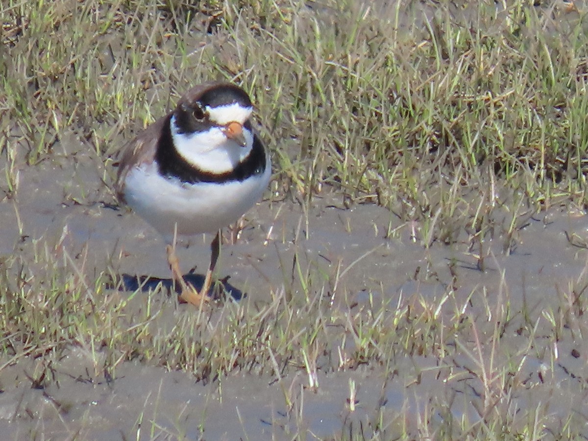 Semipalmated Plover - ML619971515