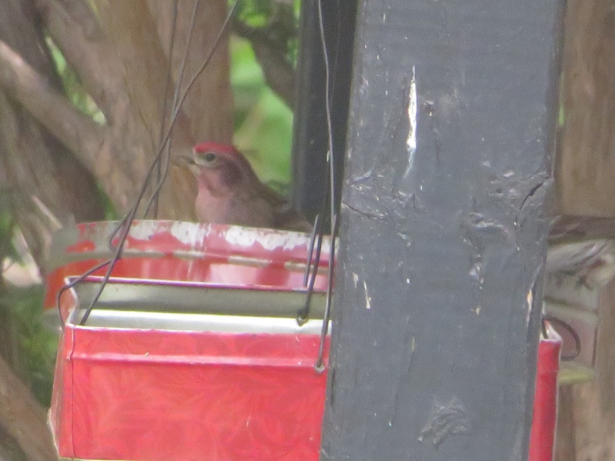 Cassin's Finch - ML619971517