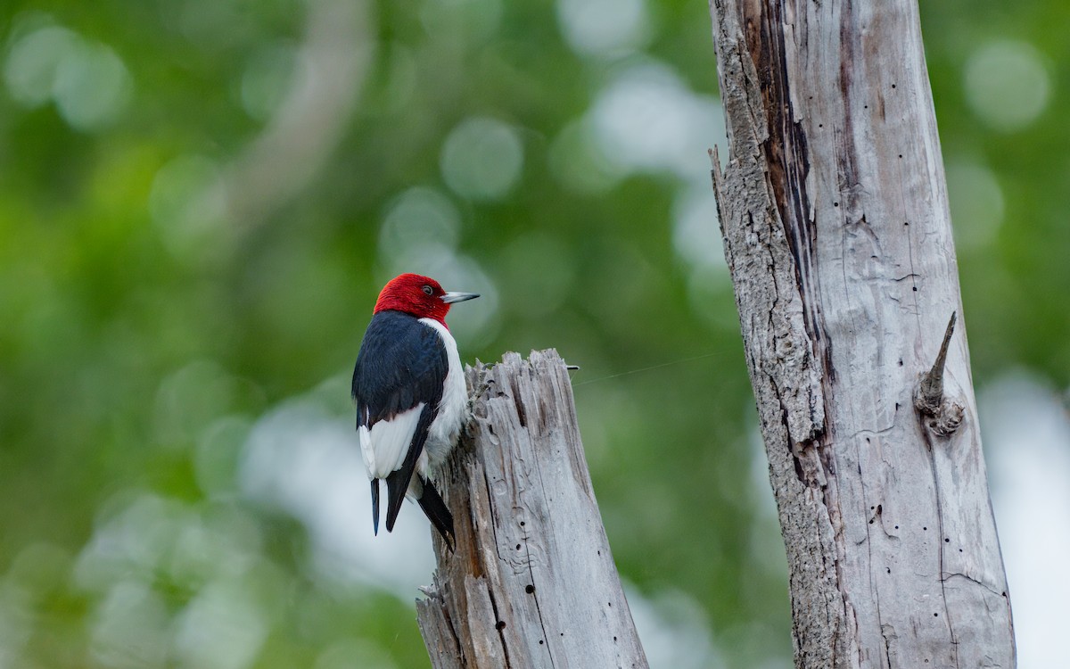 Red-headed Woodpecker - ML619971519