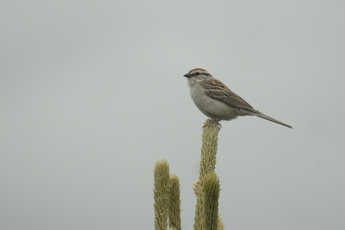 Chipping Sparrow - ML619971520