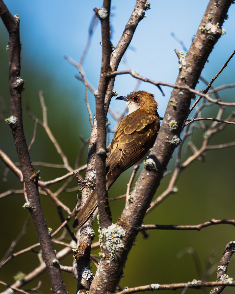 Black-billed Cuckoo - ML619971522