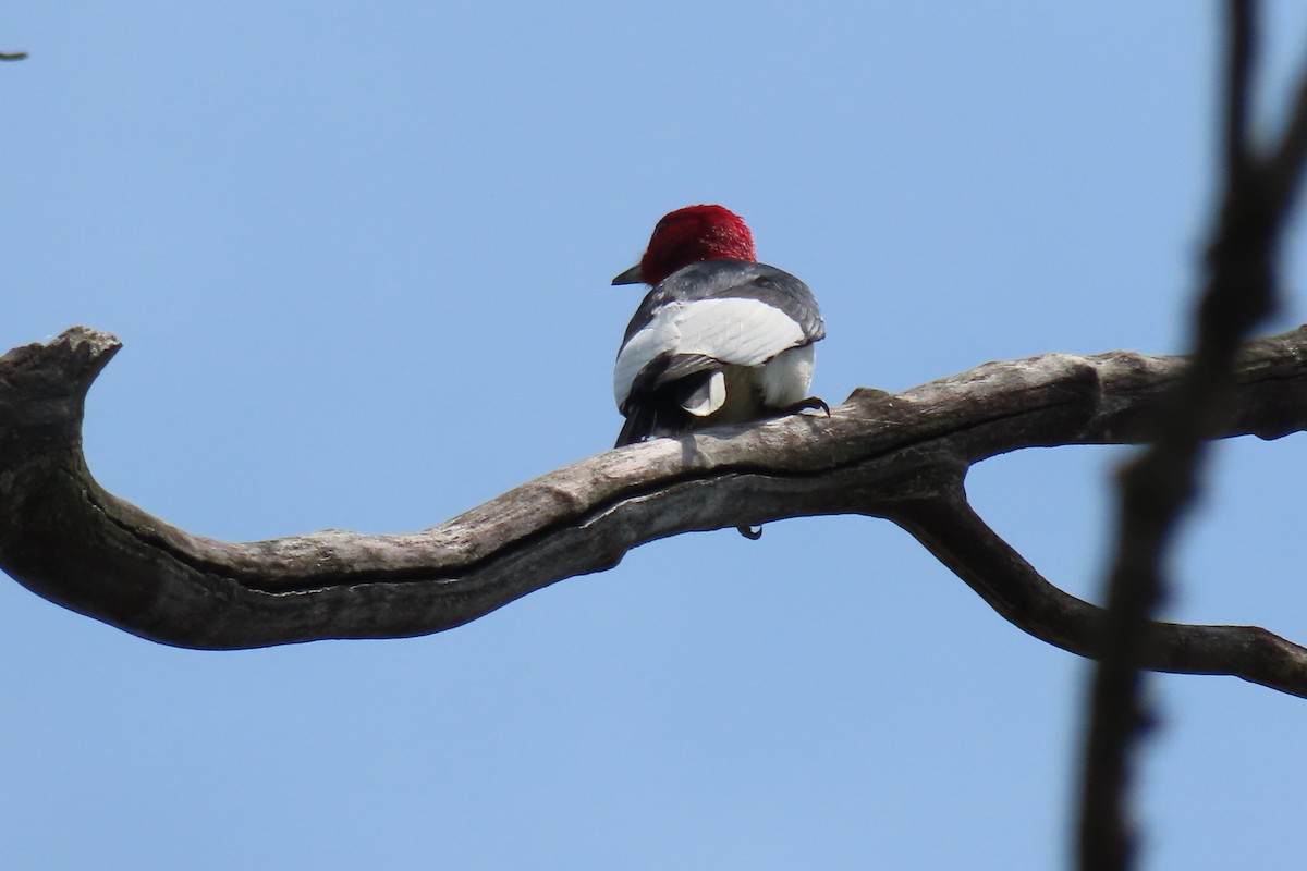 Red-headed Woodpecker - ML619971524