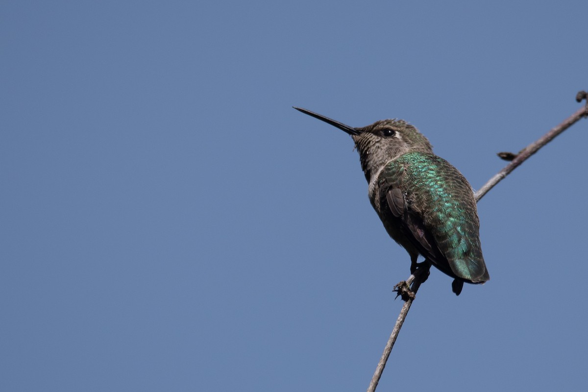 Anna's Hummingbird - ML619971534