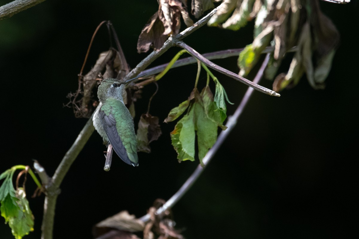 Colibrí de Anna - ML619971535