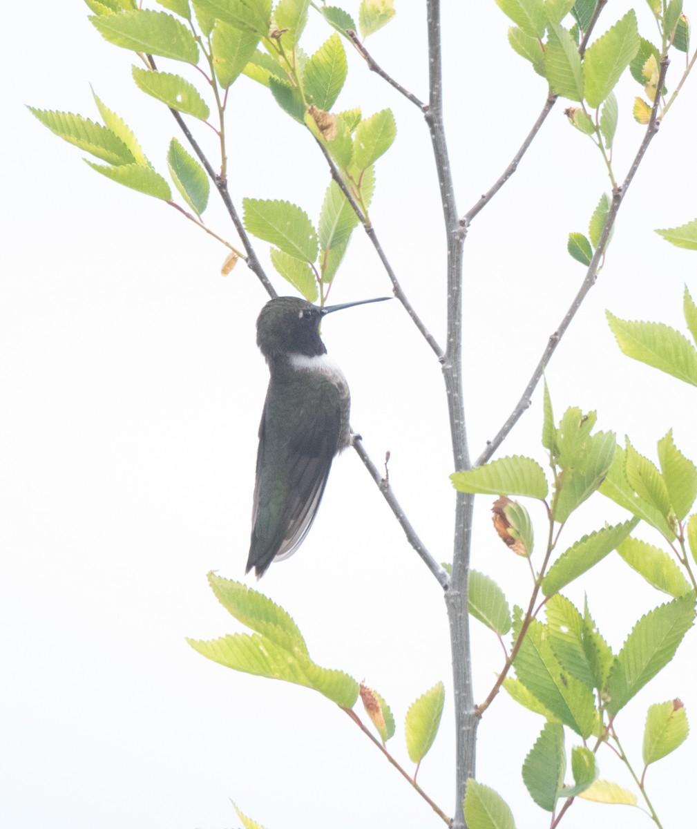 Black-chinned Hummingbird - ML619971540