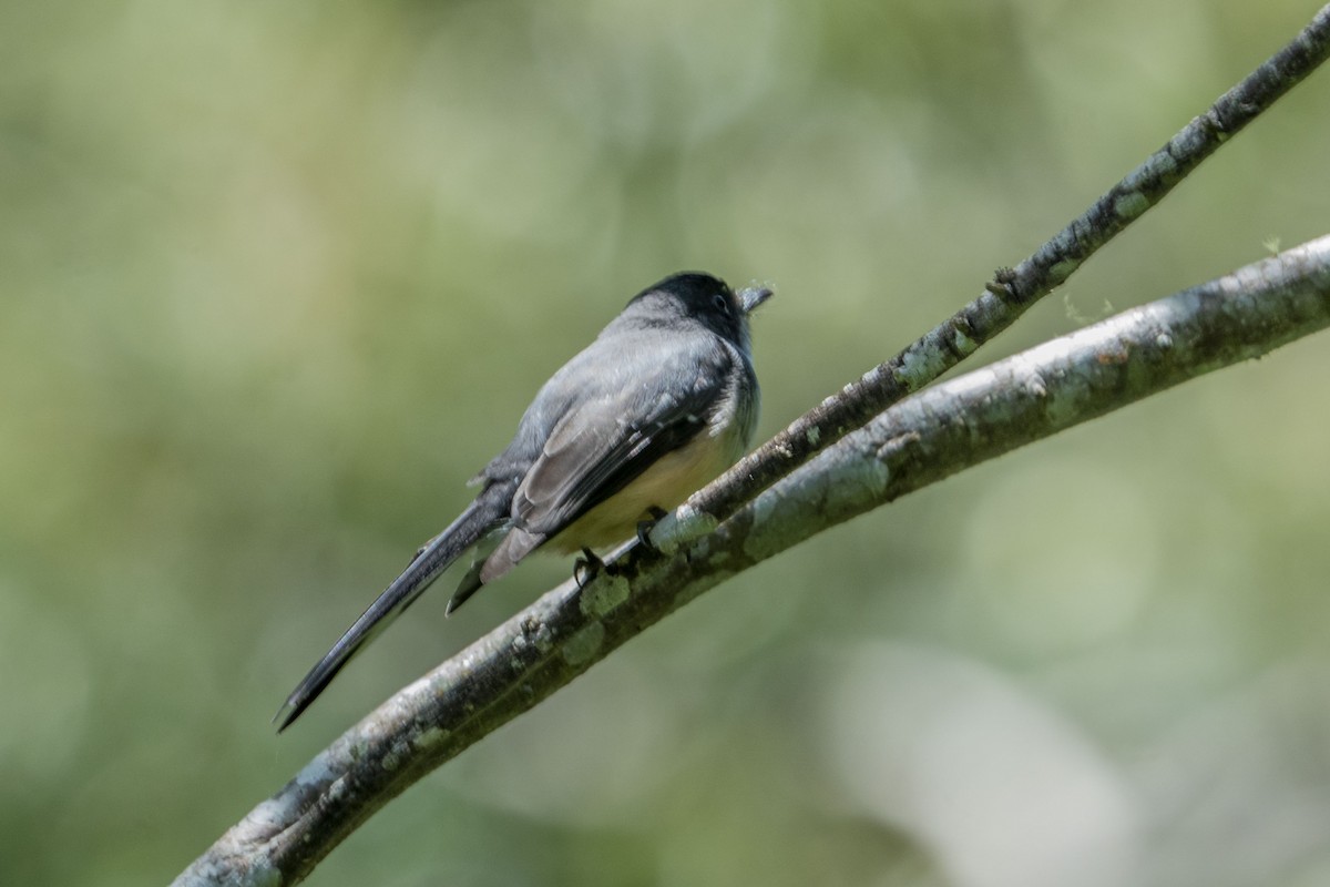 Rhipidure à ventre chamois (rufiventris/pallidiceps) - ML619971551