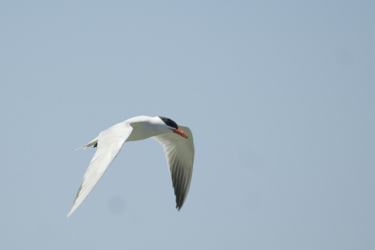 Caspian Tern - ML619971575