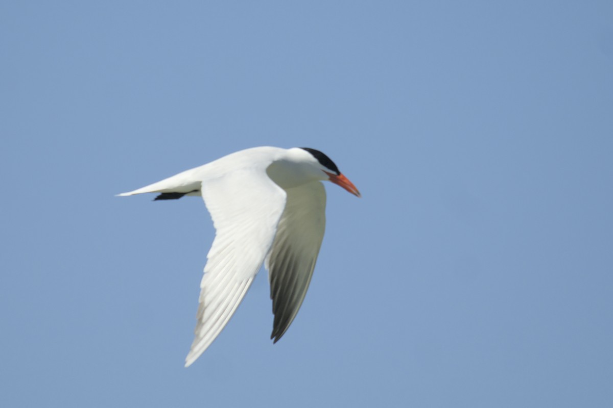 Caspian Tern - Michael Drevininkas