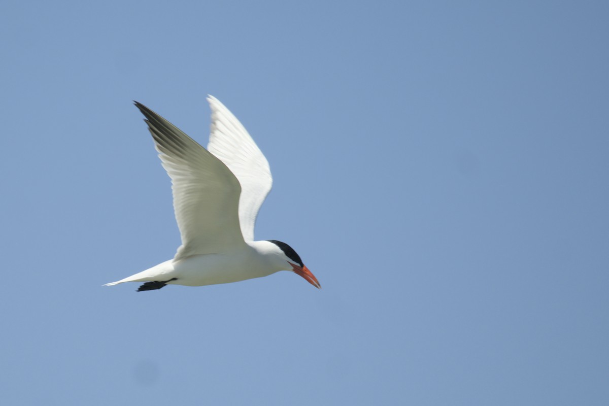 Caspian Tern - ML619971579