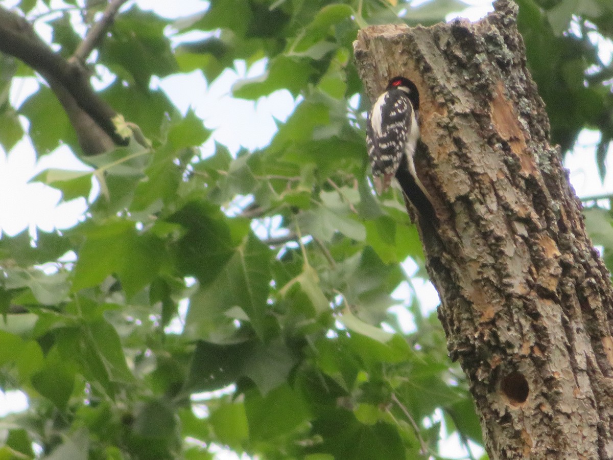 Hairy Woodpecker - ML619971584