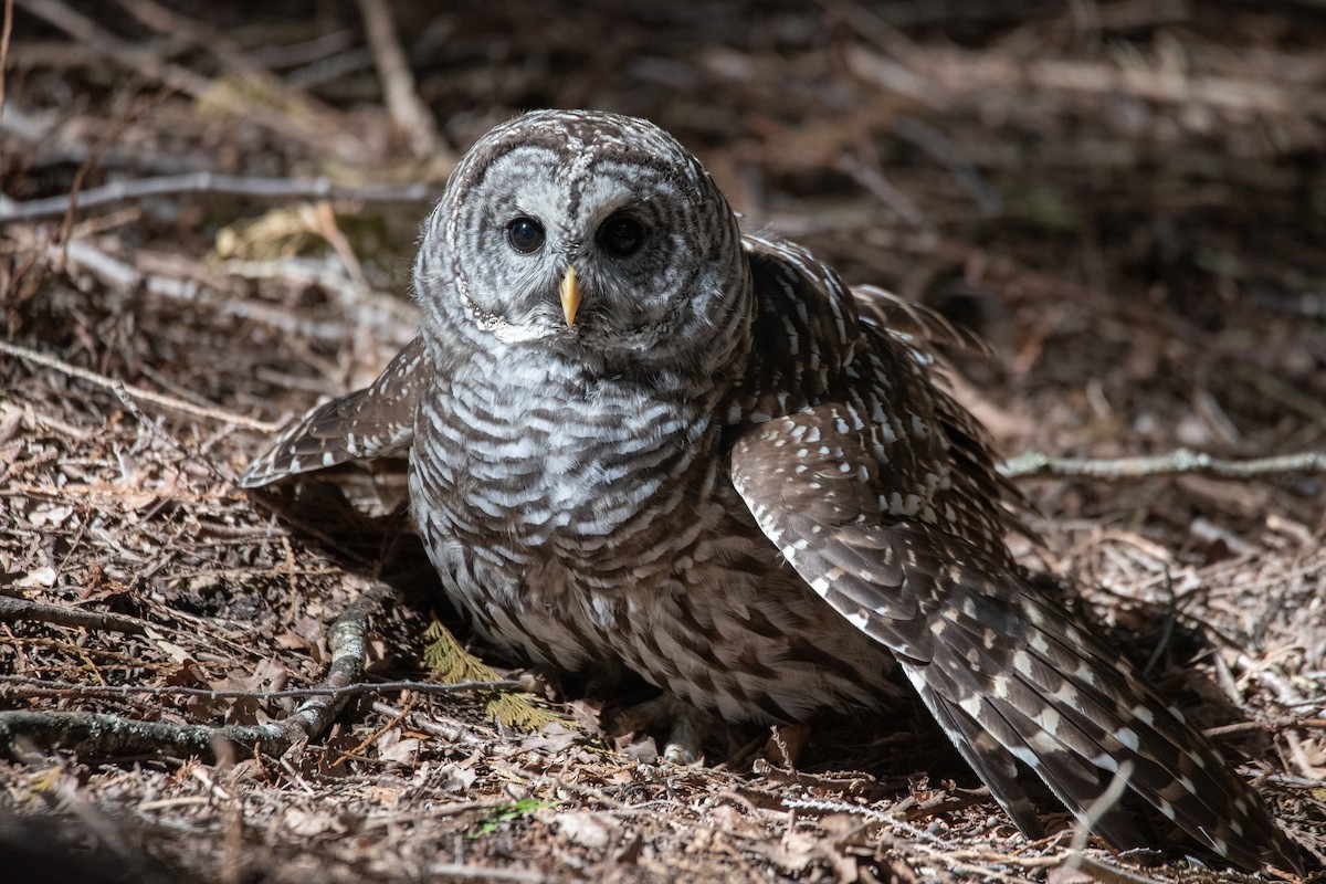 Barred Owl - ML619971595