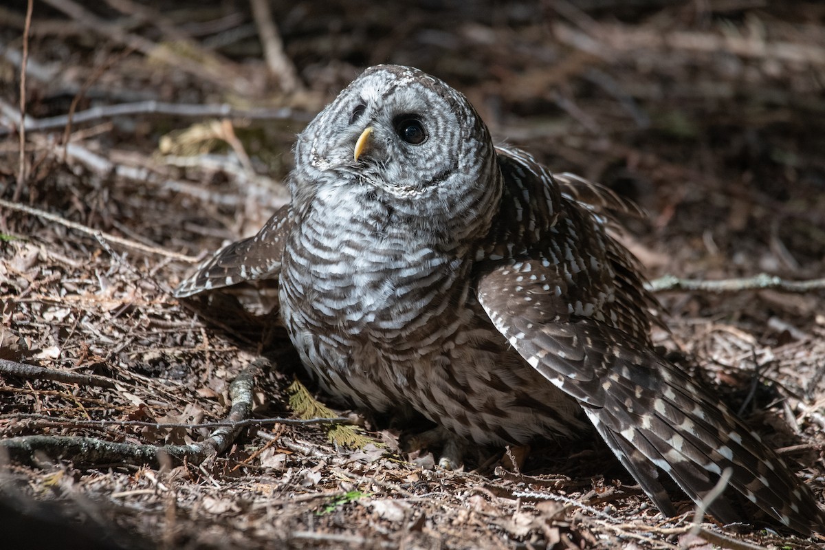 Barred Owl - ML619971599