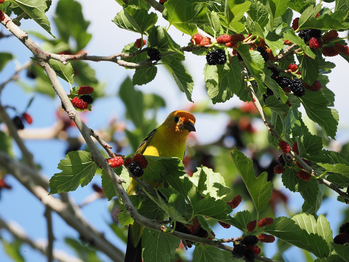 Western Tanager - ML619971600