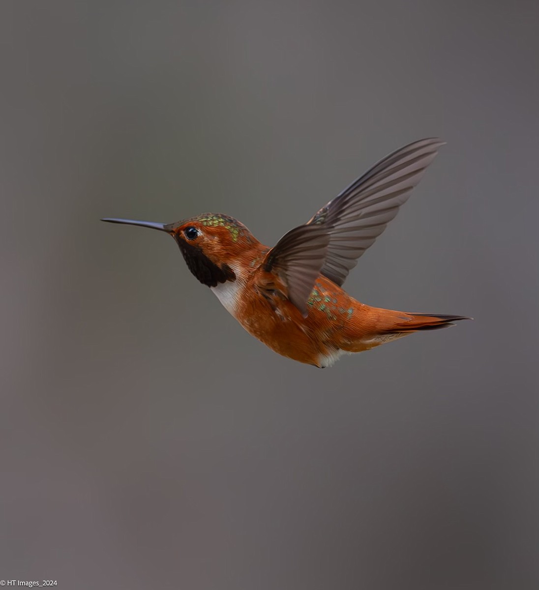 Rufous Hummingbird - ML619971603