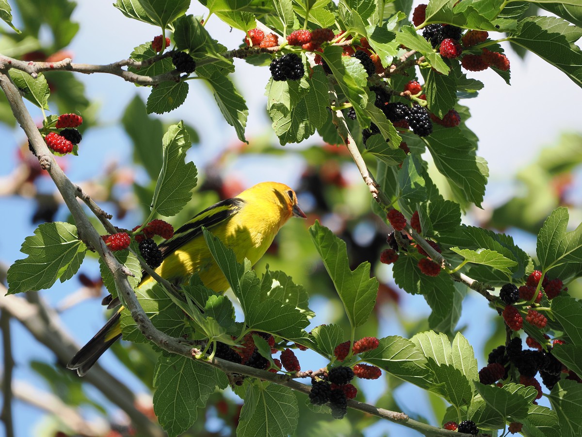 Western Tanager - ML619971606