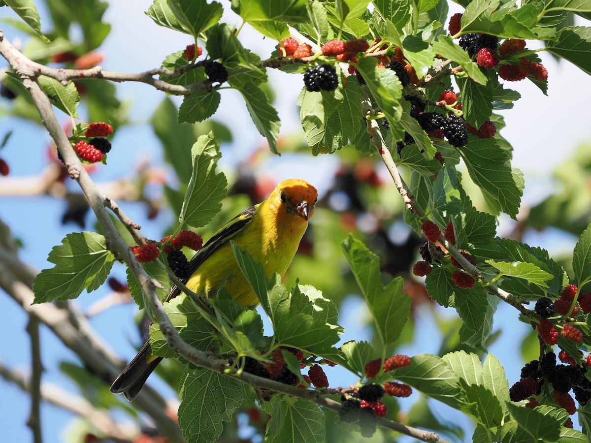 Western Tanager - ML619971607