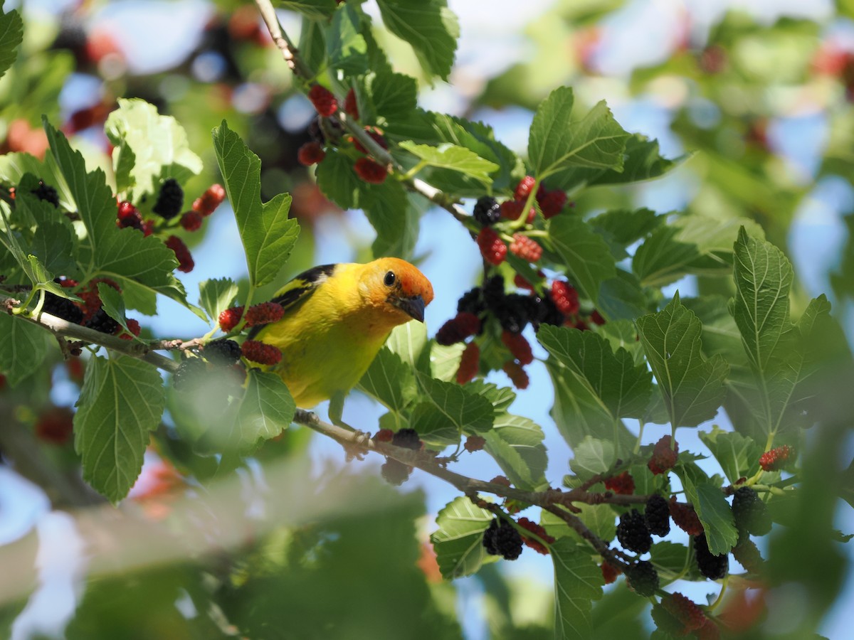 Western Tanager - ML619971608