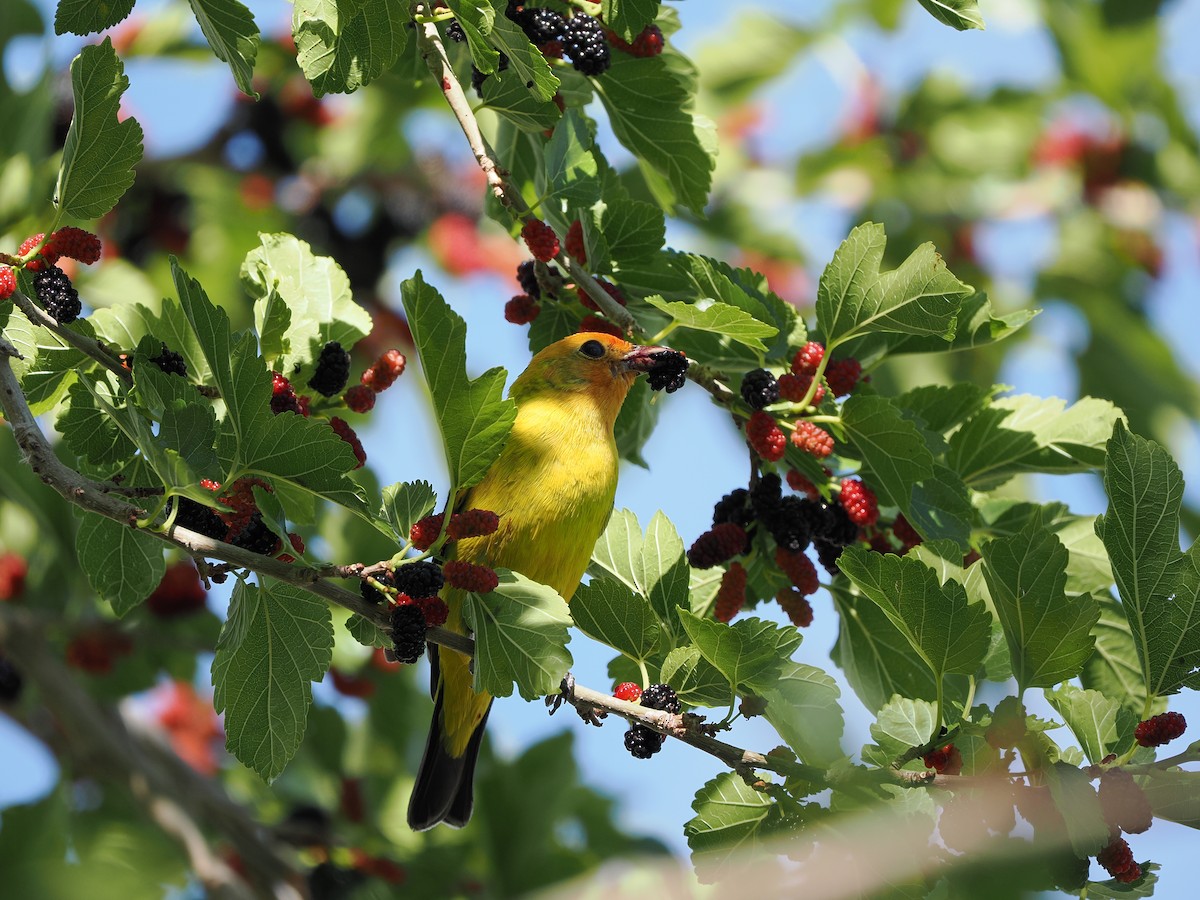 Western Tanager - ML619971609