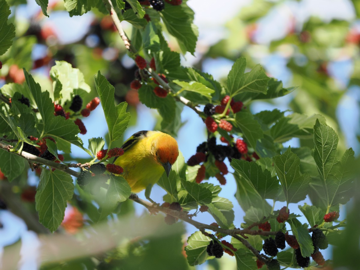 Western Tanager - ML619971610