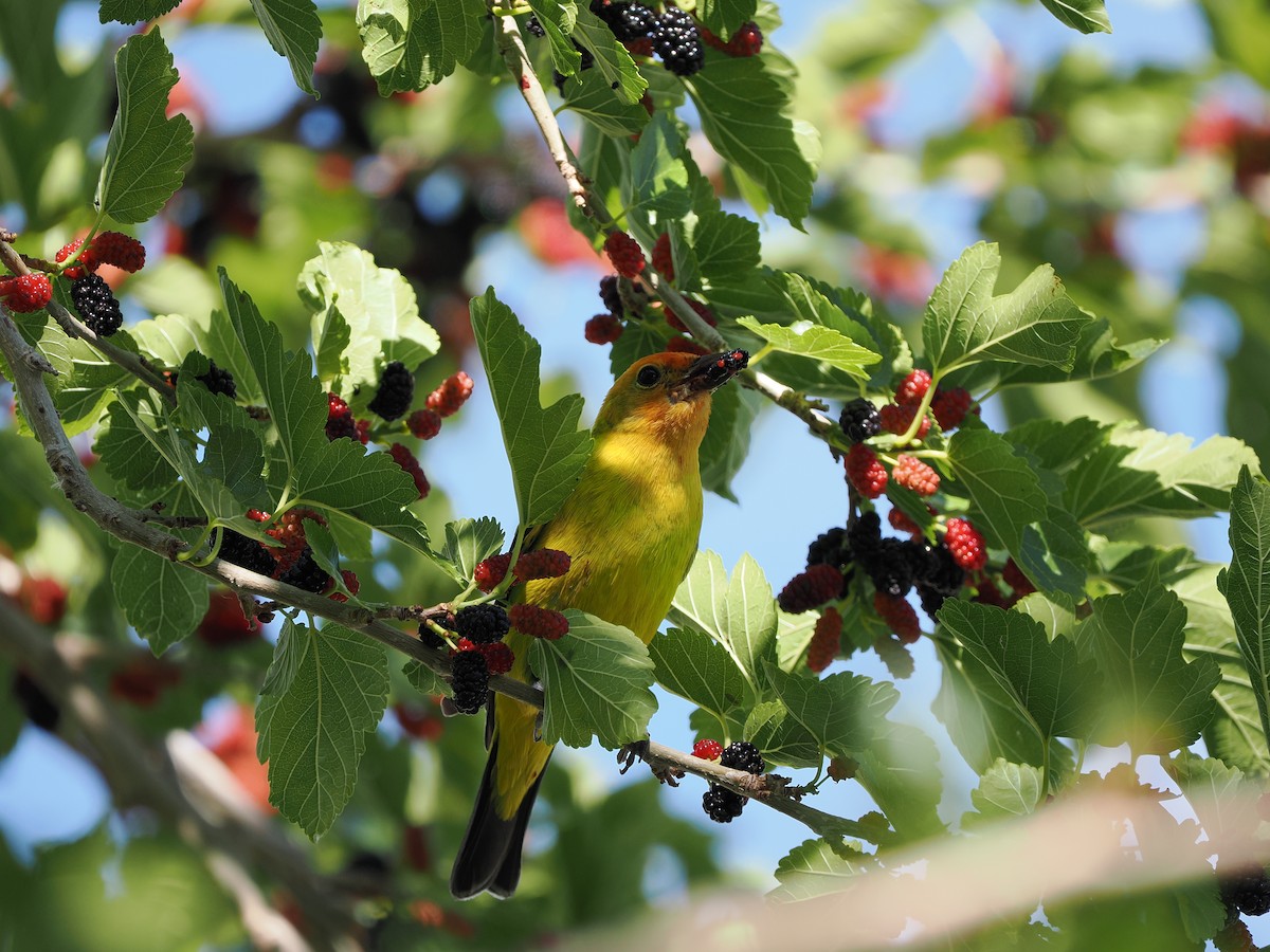 Western Tanager - ML619971612