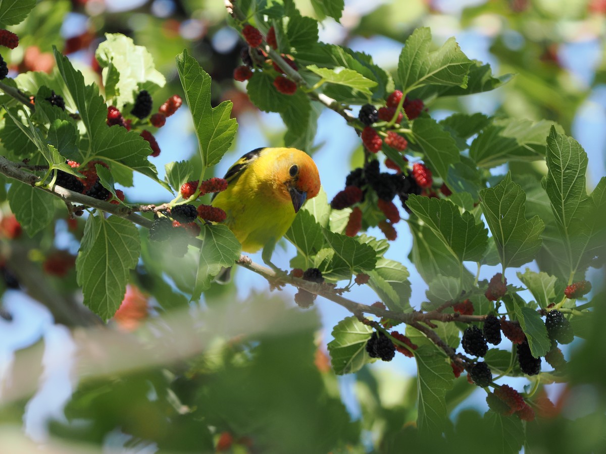 Western Tanager - ML619971614