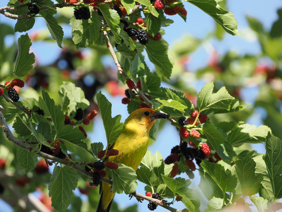 Western Tanager - ML619971615