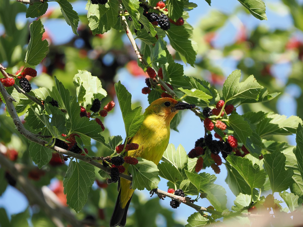 Western Tanager - ML619971616