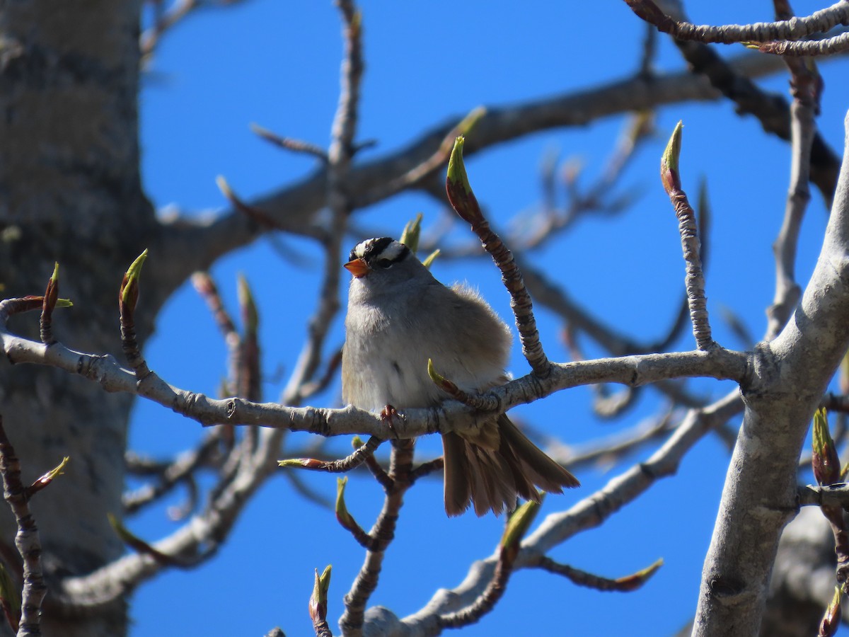 White-crowned Sparrow - ML619971622
