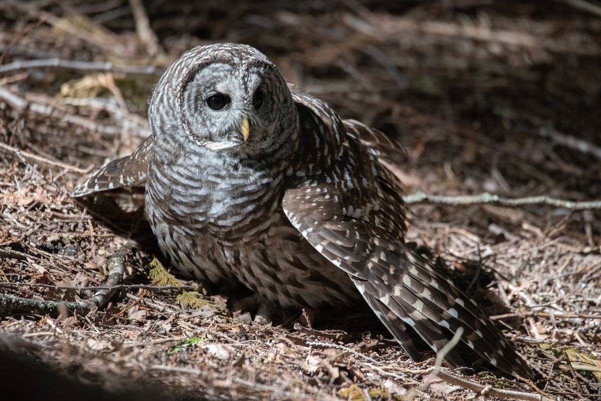 Barred Owl - ML619971625