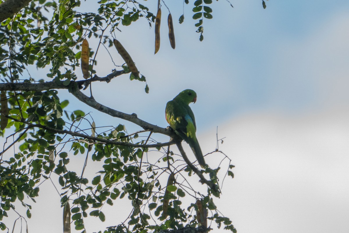 Timor Papağanı - ML619971628