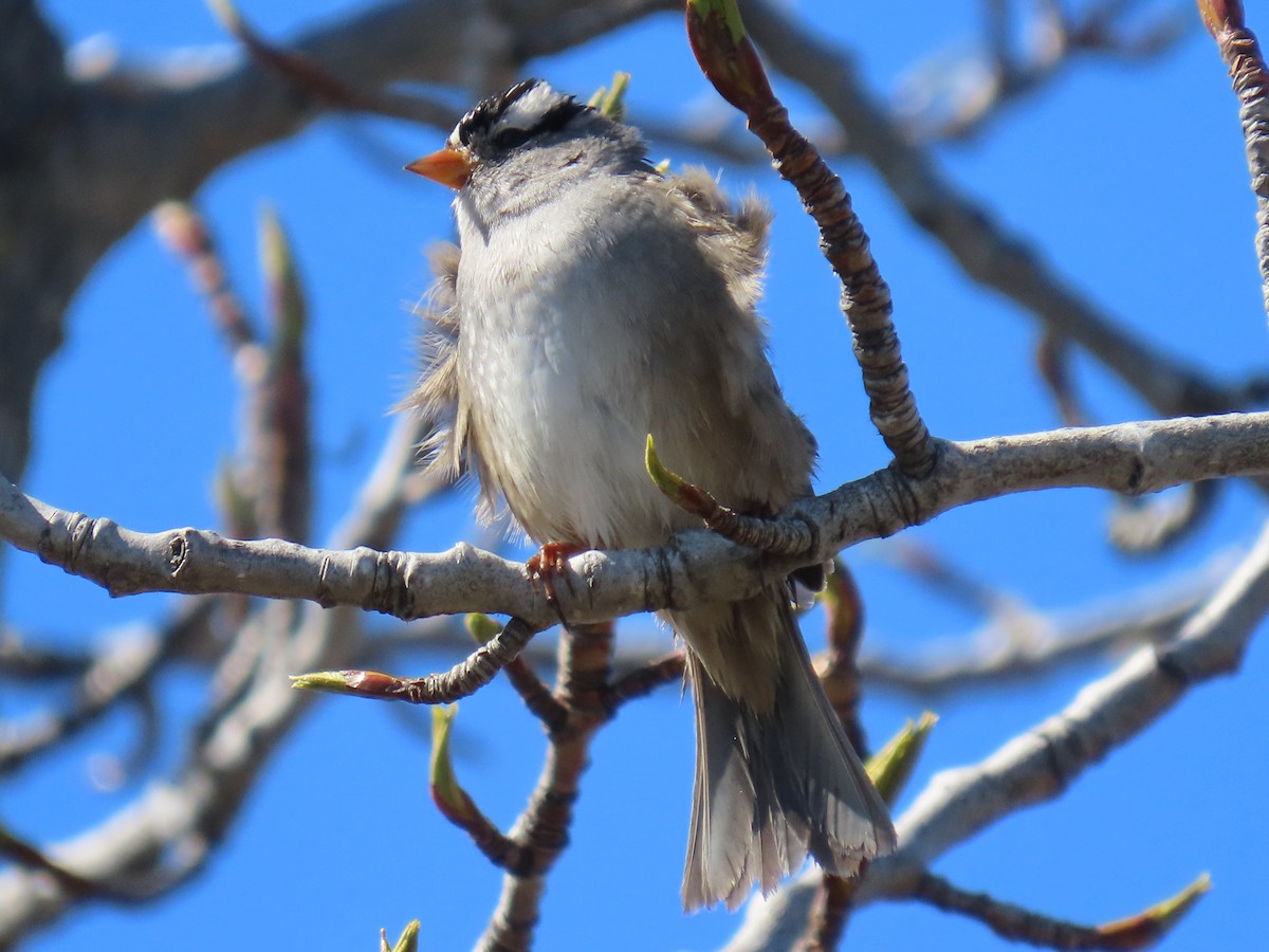 White-crowned Sparrow - ML619971630