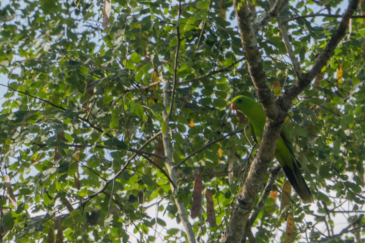 Olive-shouldered Parrot - ML619971642