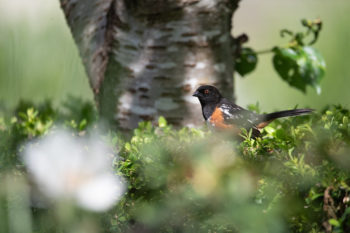 Spotted Towhee - ML619971650