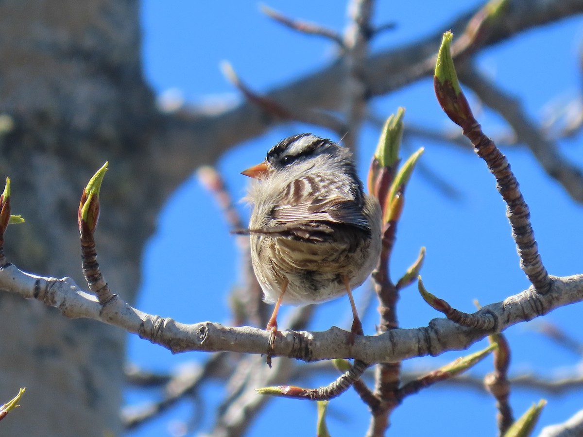 White-crowned Sparrow - ML619971654