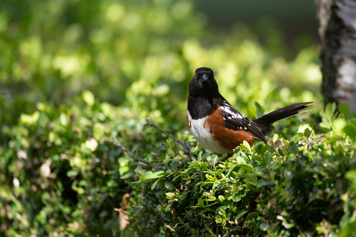 Spotted Towhee - ML619971655
